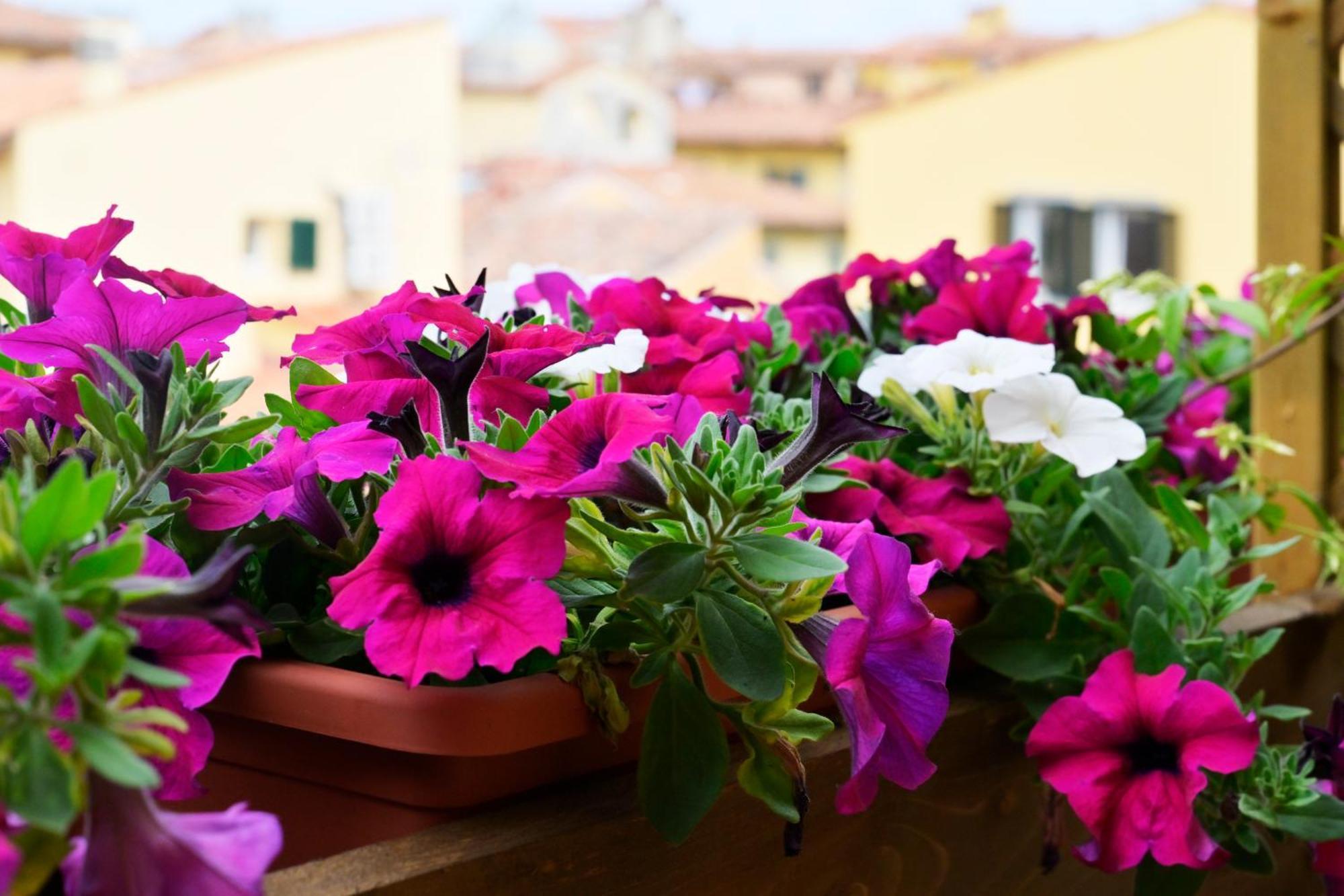 Relais Dell'ussero Centro Pise
